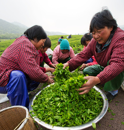 优质采茶衣